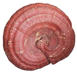 PS5系统更新9月17日上线 无线手柄配对多台设备